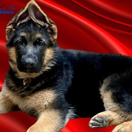 German Shepherd Puppies from Vom Archbold Haus World Class German Shepherds