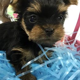 Yorkshire Terriers from Pickett Creek Yorkies