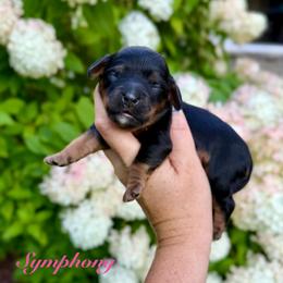 Symphony - Black and tan female Cavapoo puppy in Midland, Michigan from Northern Charm Farm