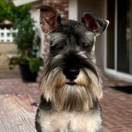Giant Schnauzer and Miniature Schnauzer Puppies from My Angel Schnauzers