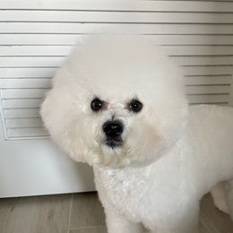 Reina - Bichon Frise