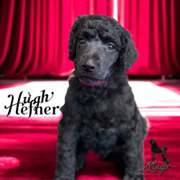 Hugh Hefner - Black male Poodle puppy in Nederland, Texas from Lingo Standard Poodles