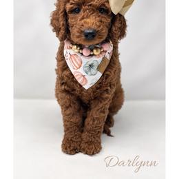 Yoko - Red  female Goldendoodle puppy in State Road, North Carolina from Must Love Doodles