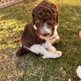 Poodle Puppies from Tailored poodles