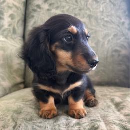 Onyx - Black and tan male Dachshund puppy in Wylie, Texas from Lawson's Kennel