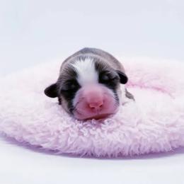 American Corgi and Pembroke Welsh Corgi Puppies from Whimsical Treasure Corgis