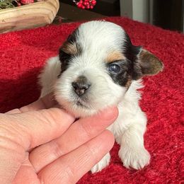 Half Pint Bonnie Lass - Black tan and white female Biewer Terrier puppy in Malta, Ohio from Half Pint Biewer Terriers