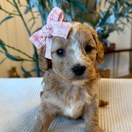 Ivy - female Cavapoochon puppy in Lucas, Ohio from Apricot Lane Puppy