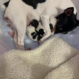 Toy Fox Terrier Puppies from Threlfall’s TFT’s