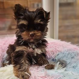 Chocolate Truffles - Chocolate, tan and white female Yorkshire Terrier puppy in Salem, Missouri from Meadowbrook Poodles