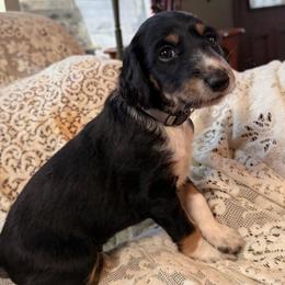 Nalini - Grey Collar - Black female Saluki puppy in Los Angeles, California from Srinagar Salukis