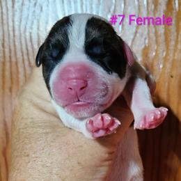 Female 7 - White and brindle female American Bulldog puppy in Xenia, Ohio from Bingham's Bulldogs LLC