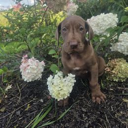 Nova - Chocolate female Great Dane puppy in Arpin, Wisconsin from Arpin Great Danes