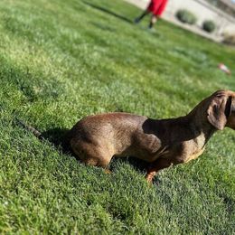 Pumpkin - Dachshund