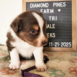 Purple - Red tri-color male Australian Shepherd puppy in Camp Verde, Arizona from Diamond Pines Farm