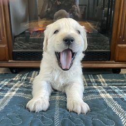 Hunter - Light golden Golden Retriever puppy in Nathrop, Colorado from Mountain Joy Goldens