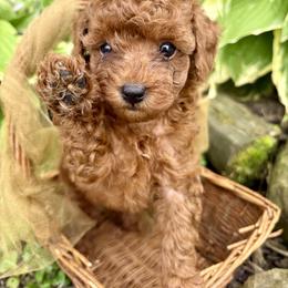 Poodle Puppies from Poodle Me Crazy