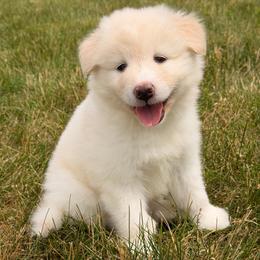 Macchiato - male Nenets Herding Laika puppy in Rockville, Maryland from Skais the Limit
