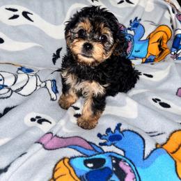 Mary Ann 2300 - Black and tan female Yorkipoo puppy in Gastonia, North Carolina from Banks Dynasty Kennel