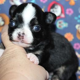 Onyx 3,300 - Black and tan male Chihuahua puppy in Cache, Oklahoma from Charming Lil Chihuahuas
