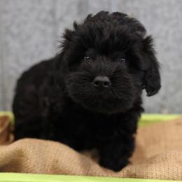 Kacia - Cream female Whoodle puppy in West Bend, Iowa from Blue Skies Terriers