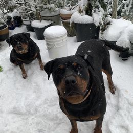 W - Rottweiler
