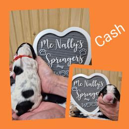 Cash - Black white and tan male English Springer Spaniel puppy in Freeland, Michigan from McNally's Springer Spaniels