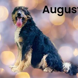 August - Bernedoodle