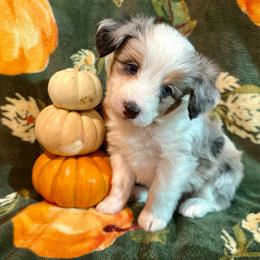 Hickory - Blue merle male Aussiedoodle puppy in York, Pennsylvania from Puppies at The Happy Acre Farm