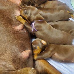 Doberman Pinscher Puppies from Stand Alone European Dobermans