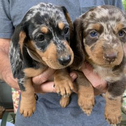 Dachshund Puppies from Linda B’s Dachshunds