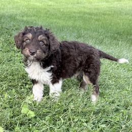 Orange Boy - Red tri-color Aussiedoodle puppy in Centerburg, Ohio from A Dose Of Doodle