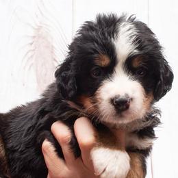 Lilac Collar Male - 5000 - Black rust and white male Bernese Mountain Dog puppy in Collinsville, Texas from Berner Dynasty