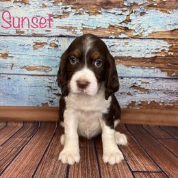 Sunset - English Springer Spaniel puppy in Pine Island, Minnesota from Country Breeze Springer Spaniels