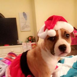 American Staffordshire Terrier Puppies from Ohana Amstaffs