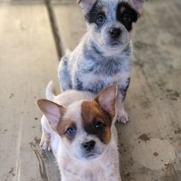 Australian Cattle Dog Puppies from Miller Australian Cattle Dogs