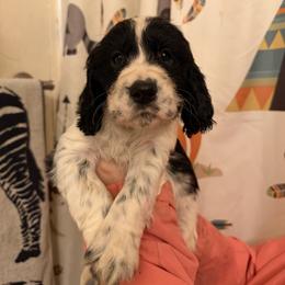 Laurence - Black and white male English Springer Spaniel puppy in Huntingdon, Pennsylvania from Indian Creek Springers and Doxies