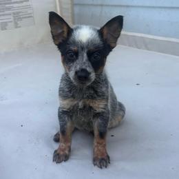 Aster - Blue mottled female Australian Cattle Dog puppy in Seneca, Missouri from MO Morningstar Heelers