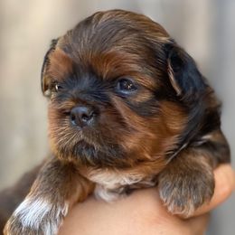 Sparky - Red and tan male Shih Tzu puppy in Chico, California from North State Shih tzus