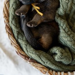 German Shepherd Puppies from Platz German Shepherds