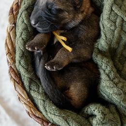 German Shepherd Puppies from Platz German Shepherds