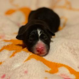 Kenai - Black and white female Border Collie puppy in Wasilla, Alaska from Story Kennel