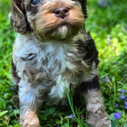 Crunch (Choco Merle ) - Merle male Cockapoo puppy in Dayton, Ohio from BATDOGSNDOODLES