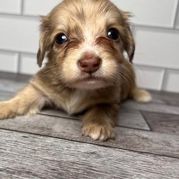 Aura - Dapple female Dachshund puppy in Miami, Florida from Maitime Dachshund