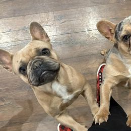 French Bulldogs from Dama Hill Frenchies