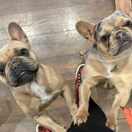 French Bulldogs from Dama Hill Frenchies