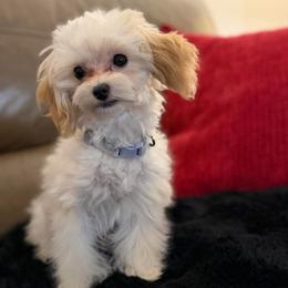 Taffie Most Gracefull - Cream female Maltipoo puppy in Chattanooga, Tennessee from Joy-fur puppies