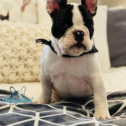 French Bulldog Puppies from Frenchies’ Bakery