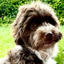 BOGEY - Havanese