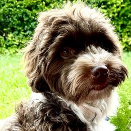 BOGEY - Havanese